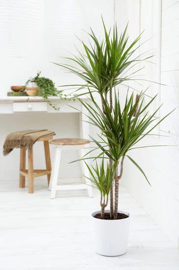 Easy to care for plants for busy homeowners  Part 1 ...