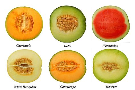 Eat Melons Alone  Monomeals, I love this idea! | Melon ...