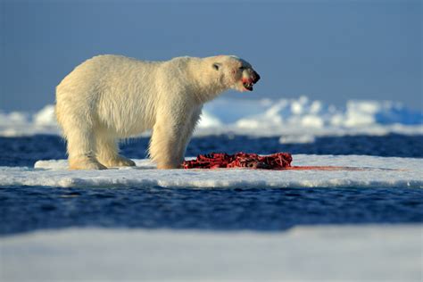 Eating polar bears Stock Photo free download
