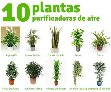 ecología 10 plantas que purifican el aire de tu casa