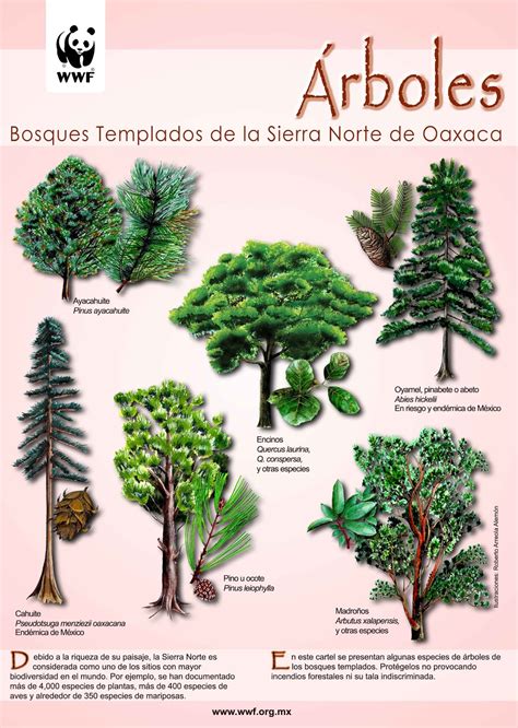Ecología: Bloque II: Bosque templado