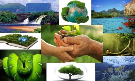 Ecología • Definición y Qué es 2020