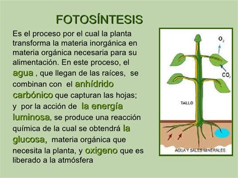 Ecología y Medio Ambiente: FOTOSINTESIS