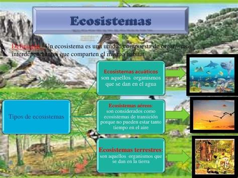 Ecosistema: definición para niños