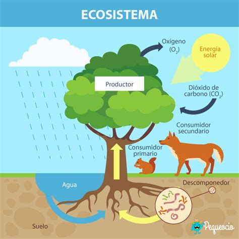 Ecosistema: definición y tipos de ecosistemas | Pequeocio