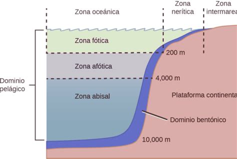 Ecosistemas de Agua Salada