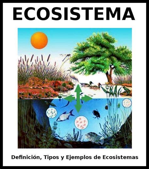 Ecosistemas   ¿Qué son? Tipos, Clasificación y Ejemplos
