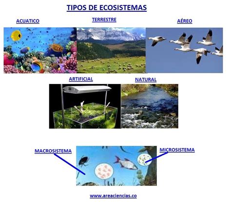Ecosistemas Tipos de Ecosistemas y Conservación de los ...
