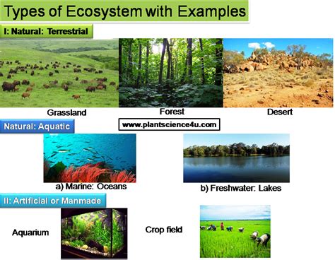 Ecosystem Definition, Different types and Examples | Plant ...