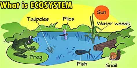 Ecosystem Definition TellmeWhyFacts | Science News