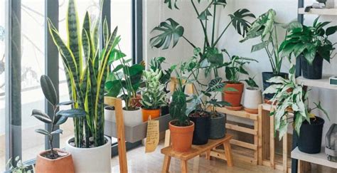 #EcoVida: 5 plantas que purifican el aire de tu hogar