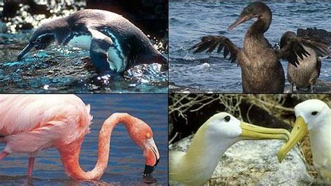 Ecuador: El 69 % de las especies de aves de Galápagos está en peligro ...