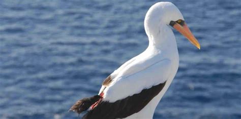 Ecuador: El 69 % de las especies de aves de Galápagos está en peligro ...