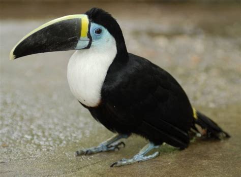 Ecuador entre los países con más aves en peligro de extinción   Diario ...