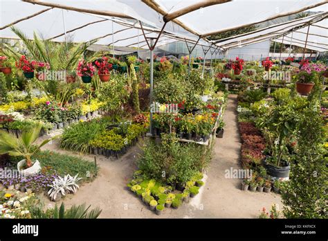 Ecuador   plantas de viveros para la venta en un invernadero, Otavalo ...