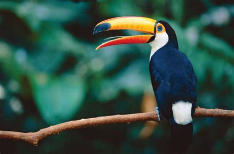 Ecuador, uno de los países con mayor número de aves en peligro ...
