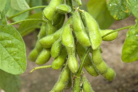 Edamame: Plant Care & Growing Guide