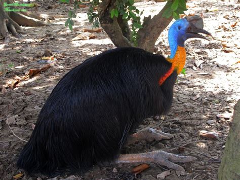 EDGE of Existence — There are three species of cassowary ...