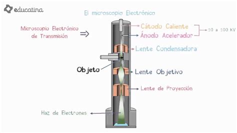 Educatina   El microscopio Electrónico