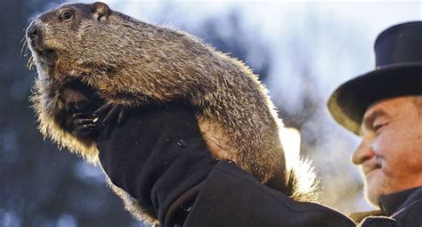 EEUU: Estados Unidos: Así celebraron el Día de la marmota ...