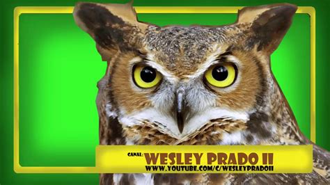 efeito sonoro de coruja   owl hoot sound effect   YouTube