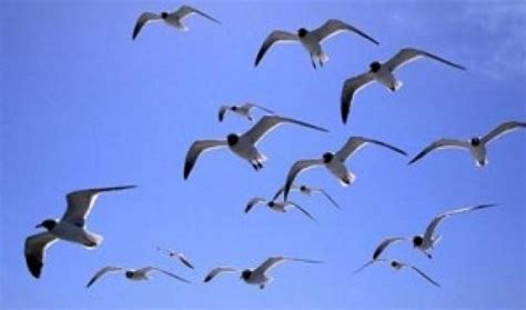 EFEMÉRIDES DE MAYO 9 de mayo Día Mundial de las Aves Migratorias ...