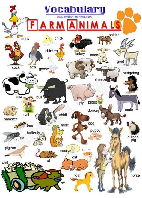 EFL practice   vocabulary   farm animals | English vocabulary ...