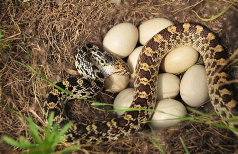 Eggs! | National Wildlife Refuge System