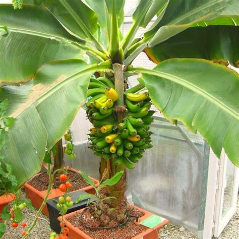 egrow 200unids semillas de plátano perenne enano en maceta ...