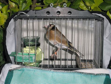 Eguzki denuncia la venta ilegal de pájaros silvestres a ...