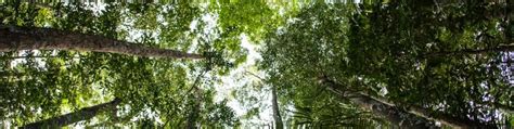 EIB to plant 20 000 trees