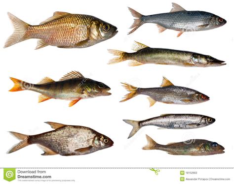 Eight Freshwater Fishes Collection Stock Image   Image of ...