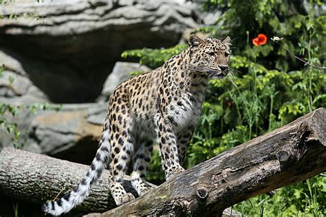 Eine neue Heimat für die Amurleoparden | Zoo Leipzig