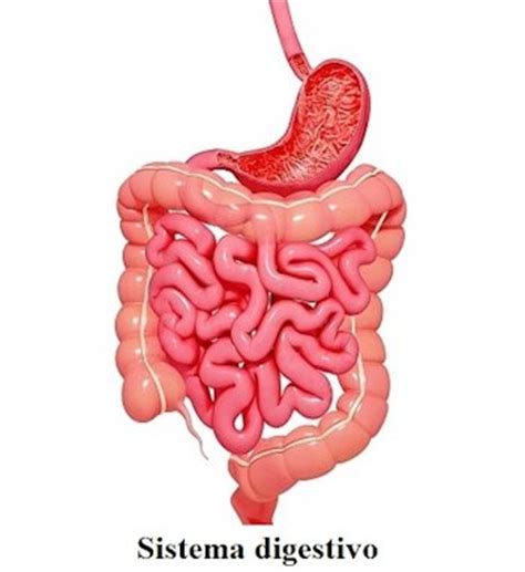 Ejemplo de Sistema digestivo