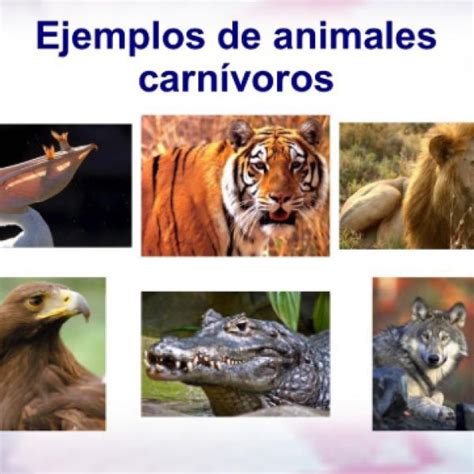 Ejemplos De Animales Carnivoros Herbivoros Y Omnivoros ...