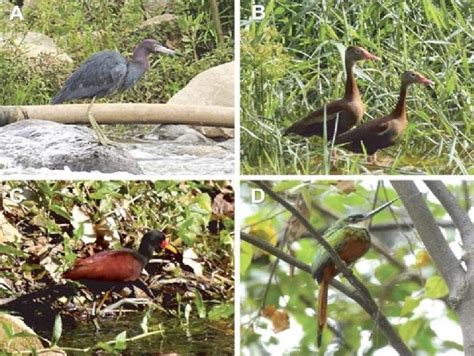 Ejemplos de especies de aves que habitan en el río ...