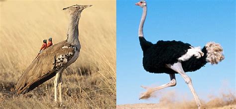 Ejemplos de las aves más grandes del mundo
