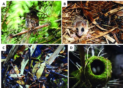 Ejemplos de uso del sotobosque de bambú por fauna del bosque templado ...