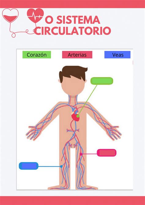Ejercicio de O sistema circulatorio