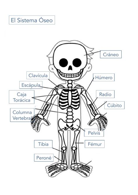 Ejercicio de Sistema Óseo o Esqueleto