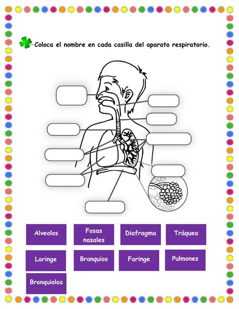 Ejercicio de Sistema respiratorio en pdf online