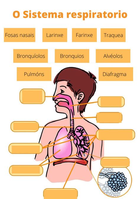 Ejercicio interactivo de O sistema respiratorio