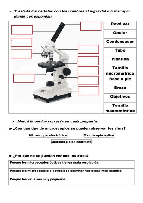 Ejercicio online de Microscopio para Cuarto de primaria ...