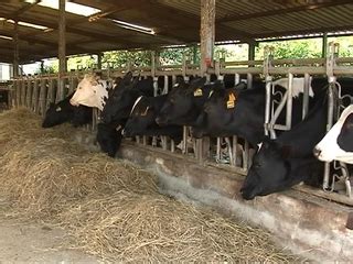 El 65% de la leche producida en Asturias es de ganaderos que mantienen ...