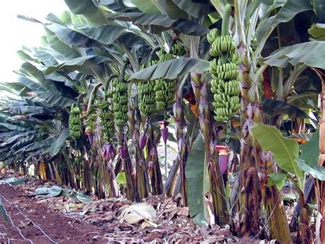 El 70 % de la superficie agraria de Canarias se concentra ...