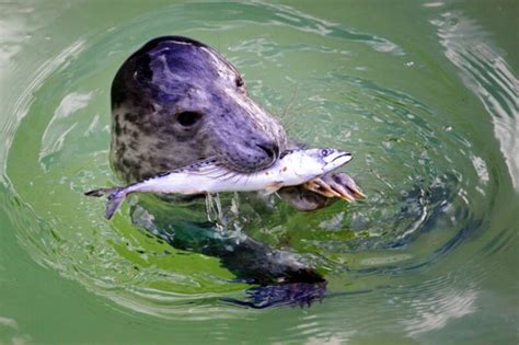 El 75% de los peces que comen las focas están contaminados con ...