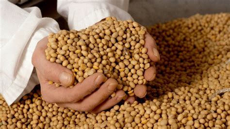 El 84% de la soja argentina se exporta como grano, harina, aceite y ...