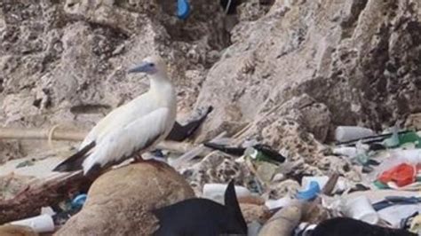 El 90% de aves marinas del mundo ha tragado residuos de ...