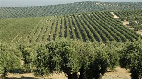 El abandono de los olivares  Castilla La Mancha, Agricultura