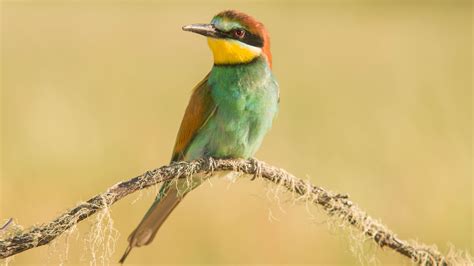 El abejaruco: El pájaro del arco iris